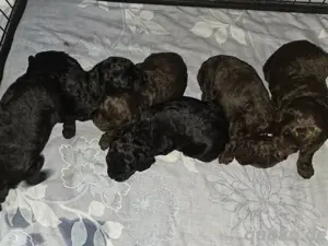 wunderschöne  Goldendoodle Medium F1b zu Verkaufen 