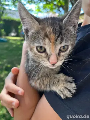 Siam Mix Kitten ab Mitte Juli
