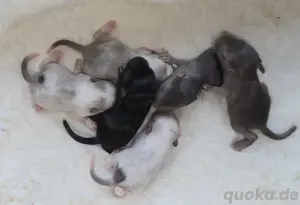 süsse rennmausbabys suchen dich 