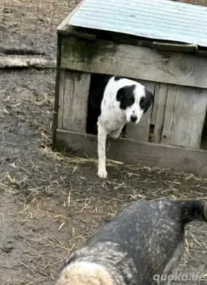 Was macht mich wichtig? Deine Zeit!"   Trandafir (18kg) sucht geduldiges Zuhause