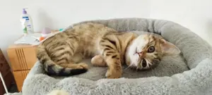 Bengal Mix Kitten 