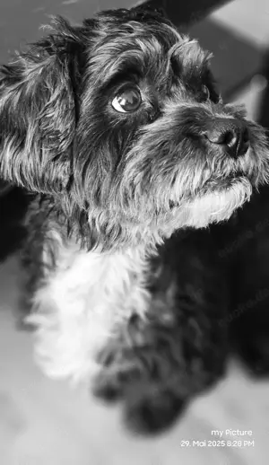 Hunde-Kumpel für Schnitzel gesucht!**
