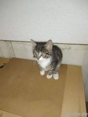 Katzenbaby