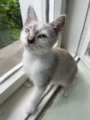 Kitten  3 Monate männlich