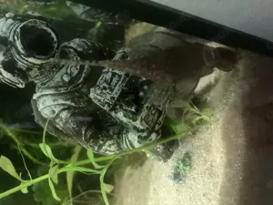 Welse Saugwelse günstig abzugeben Aquarium Fisch