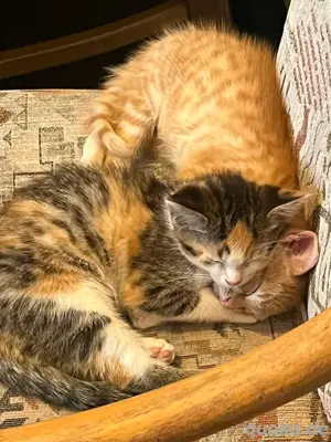 Babykatzen 