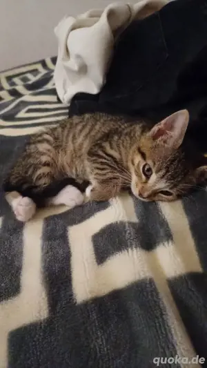 Babykatze zum Verschenken 