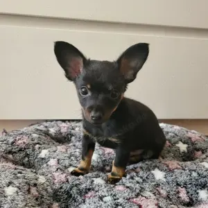 Russische Toy Terrier