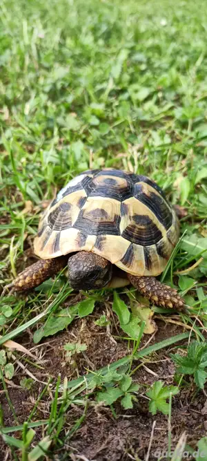 Griechische Landschildkröten zu verkaufen 