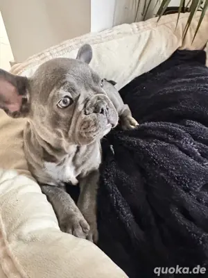 Französische Bulldogge Hündin *Blue*