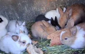 Junge Kaninchen 