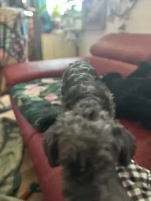 Bolonka zwetna Mädchen (wunderschön) mit Kuschelgarantie (1 Jahr alt) zum Liebhaben