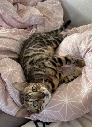 7 Monate Bengal Kätzin mit Ahnentafel 