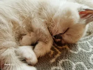 Kitten Britisch Kurzhaar