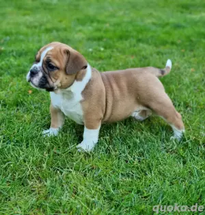 Ab sofort besuch und reservierbar New English Bulldog 