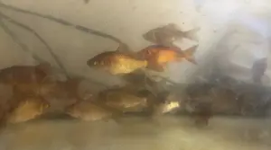 Goldfische in verschiedenen Größen aus einem Teich