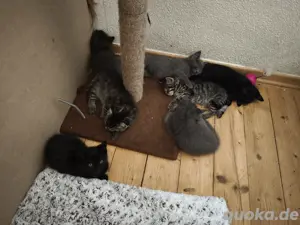 Maine Coon EKH Mix Babys