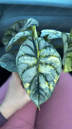 Alocasia Silver Dragon aurea variegata - treibende Rhizome