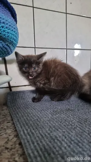 mainecoon mix babys