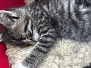 Babykatze,Babykater 