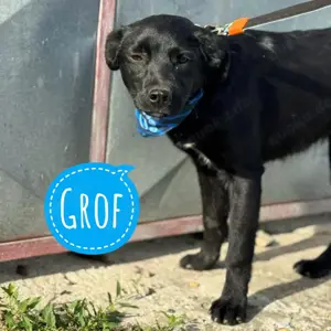 Grof, junger, perfekter Familienhund, Labrador Mix
