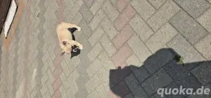 französische bulldoggen 