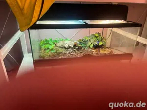Exo Terrarium mit beleuchtung 60x45x35 