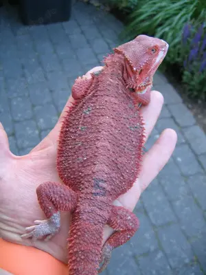 Bartagame Männchen Bock - Red Monster het Hypo Nachzucht Nr.5 - extrem rot - handzahm - ca. 195 gr.