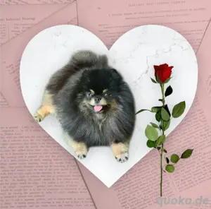 Pomeranian zwergspitz Deckrüde 