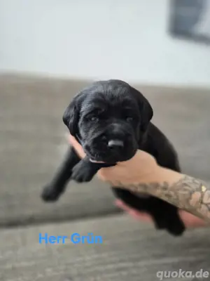 Labradorwelpen mit Papieren