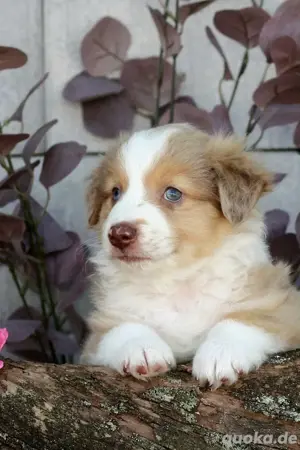 Mini Aussie Welpen, Miniatur Australian Shepherd Welpen 
