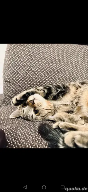 Katze zu verkaufen 