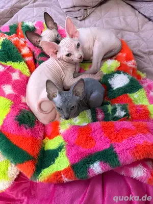  Sphynx Kätzchen