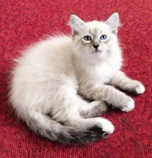 Sibirische Waldkatze - Neva Masquarade - Kitten - Katzenbabys - Kaetzchen