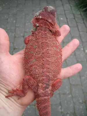 Bartagame Männchen Bock - Red Monster het Hypo Nachzucht Nr.7 - handzahm - 170 Gramm