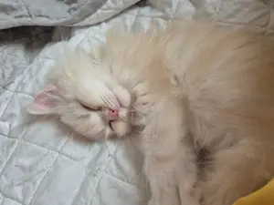 Perser Maine Coon Kater sucht Zuhause