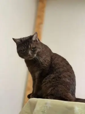 Ich verkaufe zwei Katzen