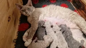 Hübsche Devon Rex  können zu Mitte August umziehen 