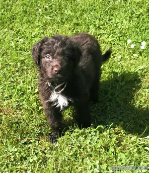 Doodle Welpen  Aussiedoodle (Aussie x Pudel)