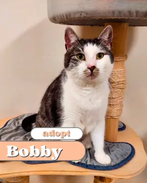 Bobby - pure Liebe mit flauschigem Fell