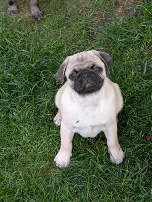 Mops Welpen, 11 Wochen alt zu verkaufen.