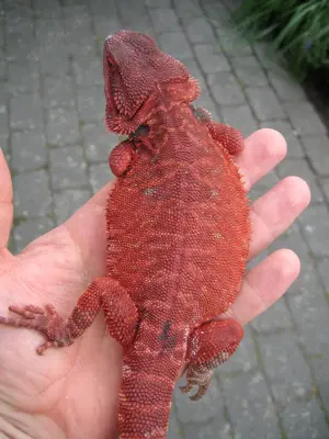 Bartagame Männchen Bock - Red Monster Leatherback het Hypo Nachzucht Nr.4 - sehr rot - handzahm 