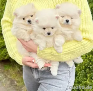 Super Pomeranian mini welpen