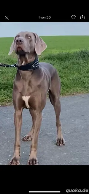 Weimaraner-Rüde (3,5 J.), Silber, abzugeben
