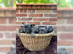 Französische Bulldogge welpen