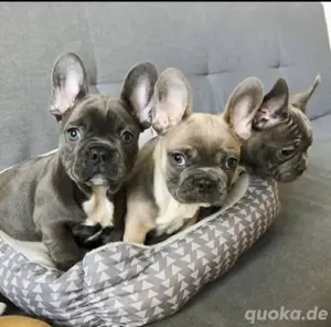 Französische Bulldogge welpen