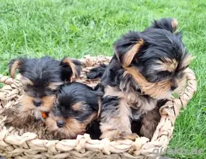 Yorkshire Terrier mini welpen