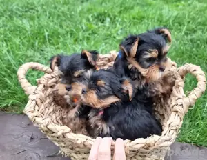 Yorkshire terrier mini welpen