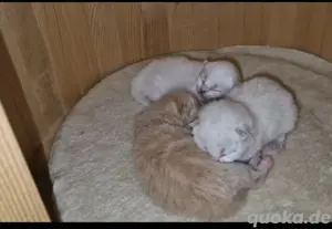 Blh-Bkh Kitten 