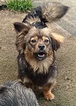 Roxy, a.d.Tierschutz, kleine aufgeweckte Hundedame 